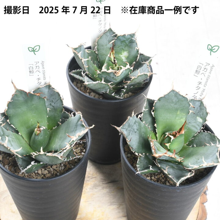 楽天市場】アガベ 白鯨 チタノタ 3.5号 多肉植物 ドライガーデン 観葉 