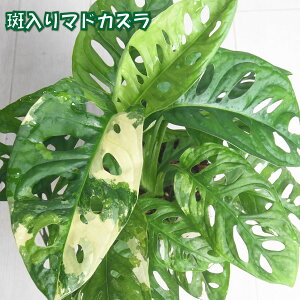 yZ[iIz 󏭁I }hJY 5 ˂`bv Xbg Ai  ؂ꍞ Xe ϗtA TgC 鐫