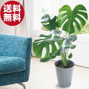 モンステラ 観葉植物 鉢植え 7号鉢 高さ50〜60cm ギフト プレゼント 開店祝い 新築祝い おしゃれなインテリア