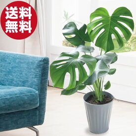 モンステラ 観葉植物 鉢植え 7号鉢 高さ50〜60cm ギフト プレゼント 開店祝い 新築祝い おしゃれなインテリア