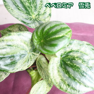  yy~A e  Ai A[oWO ϗtA 鐫 Urbanjungle XCJyy