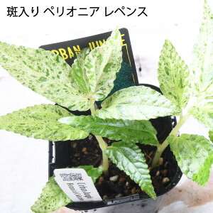 yIjA yX  o  Ai A[oWO ϗtA 鐫 Urbanjungle