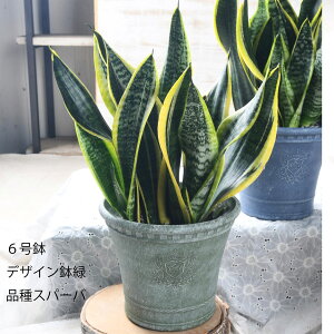 ϗtA TXxA  fUC iXp[o CeAO[ C  Aɋ v Ă₷ JXj zj Vzj Mtg v[g