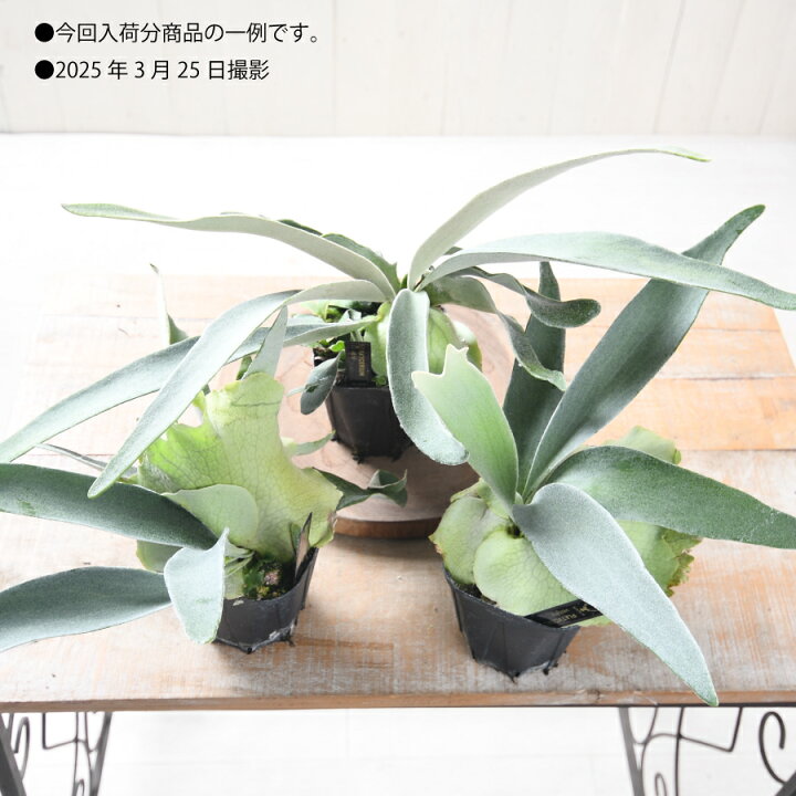 楽天市場】コウモリラン ビカクシダ ヴィーチー ベイチー 3号 観葉植物 