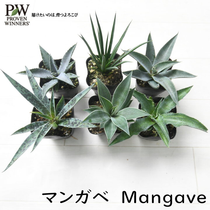 楽天市場】PW マンガベ 新ジャンルのハイブリッド多肉植物 9cm 