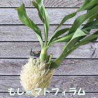 森尾花園さん もじゃマトフィラム 花芽付き 吊り下げ 観葉植物 グラマトフィラム スクリプタム ヒヒマヌ …