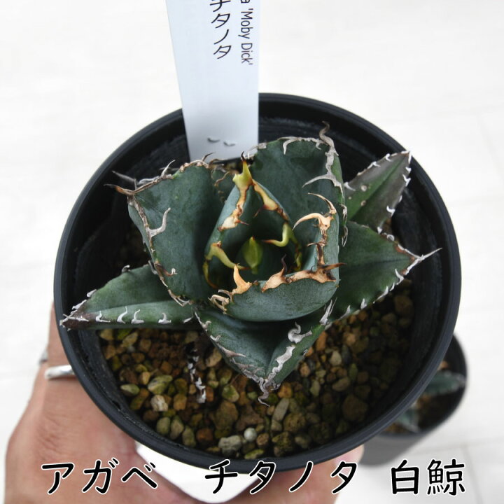 楽天市場】アガベ 白鯨 チタノタ 3.5号 多肉植物 ドライガーデン 観葉  