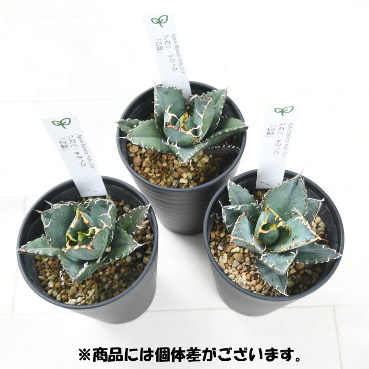 楽天市場】アガベ 白鯨 チタノタ 3.5号 多肉植物 ドライガーデン 観葉 