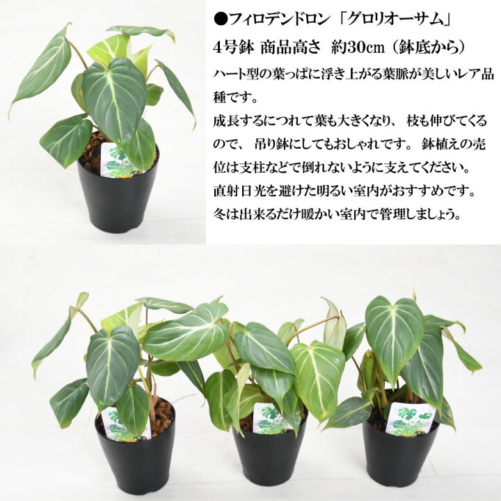楽天市場】フィロデンドロン グロリオーサム 3.5号鉢 人気の観葉植物 