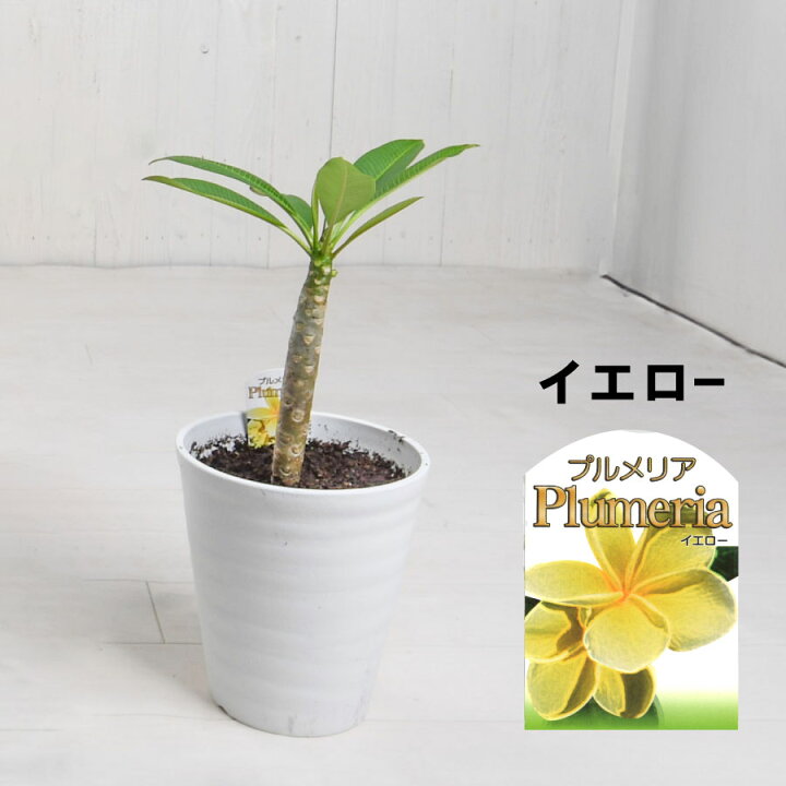 楽天市場】プルメリア 6号鉢 南国 ハワイ タヒチ 熱帯植物 : Fleur 