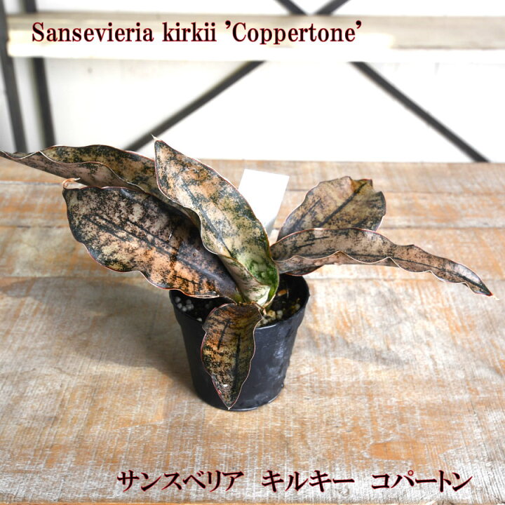 楽天市場】希少 サンスベリア キルキー コパートン 2.5号ポット 銅葉が 
