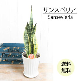 サンスベリア ローレンチー 6号鉢 人気の 観葉植物 乾燥に強い 育てやすい