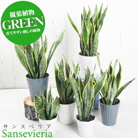 観葉植物 サンスベリア 選べる鉢サイズ5号から7号 サンセベリア トラノオ 法人 個人 開店祝い 引越し祝い 新築祝い などのギフトとしての贈り物にもおすすめ 育てやすい リビング オフィス 店舗 プレゼント ギフト お中元 お歳暮