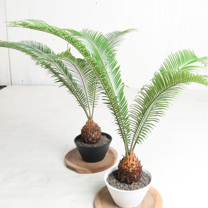楽天市場】ソテツ 蘇鉄 観葉植物としても人気 6号鉢 暑さに強く 管理が 