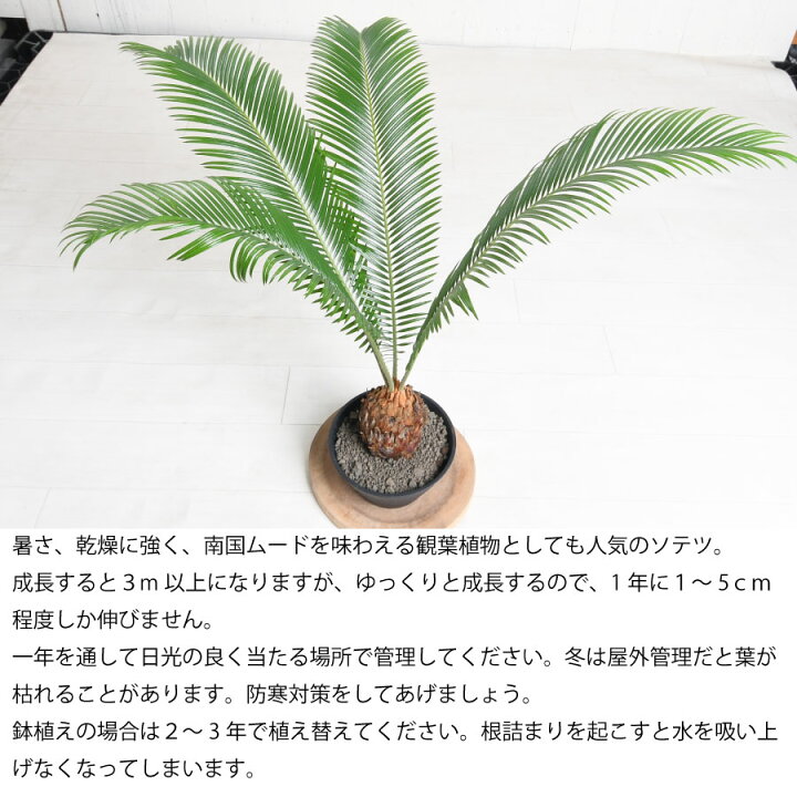 楽天市場】ソテツ 蘇鉄 観葉植物としても人気 6号鉢 暑さに強く 管理が 