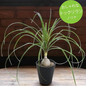 yZ[iz ϗtA gbN mi 6 yz |j[e[  CeA Mtgv[gɂ JXj JƏj ړ]j