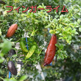 フィンガーライム 苗木 5号鉢 4.5号 ポット苗 ブッシュキャビア キャビアライム サンシャインイエロー パープルブリスリトルルビー リックスレッド レッドジャパン テイスティーグリーン ピンクスパークリング ミアローズ エマ AUSブラッドライム J.エバーベアリング