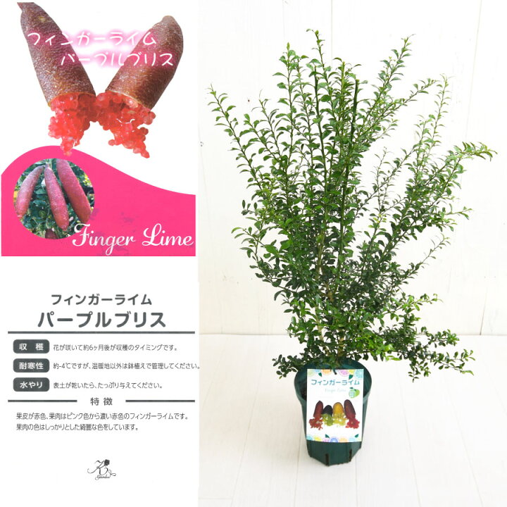 LDJフィンガーライム リトルルビー&ダーラムエメラルド&ジャリレッド実 