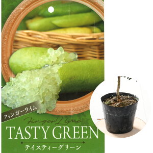 tBK[C c 5 4.5 |bgc ubVLrA LrAC TVCCG[ p[vuXgr[ bNXbh bhWp eCXeB[O[ s