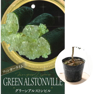 tBK[C c 5 4.5 |bgc ubVLrA LrAC TVCCG[ p[vuXgr[ bNXbh bhWp eCXeB[O[ s