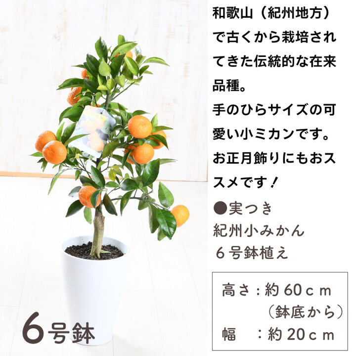 楽天市場】実つき 紀州小みかん 6号鉢 手のひらサイズのかわいい 小 