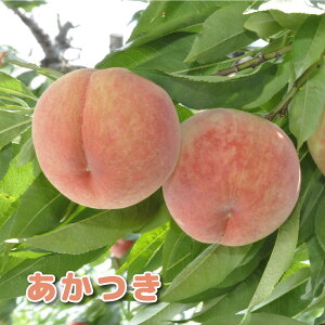 ʎ  c  4|bg ږؕc ʎc c tʎc  