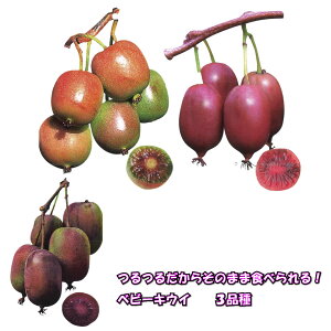 炲ƐHׂ xr[LEC 3i c 9cm|bg tʎ t[c ƒ؉ PYbh Wl[u p[vVh[ oCG