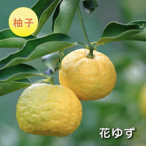 Mq c yԂ䂸z niY ˗Mq@ږؕc ڂ ʎc k kc ʎ A 