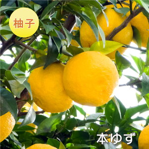 y\i 11{菇z ʎ Mq c {䂸 iؓ䂸jY ږؕc ڂ ʎc k kc ʎ A 