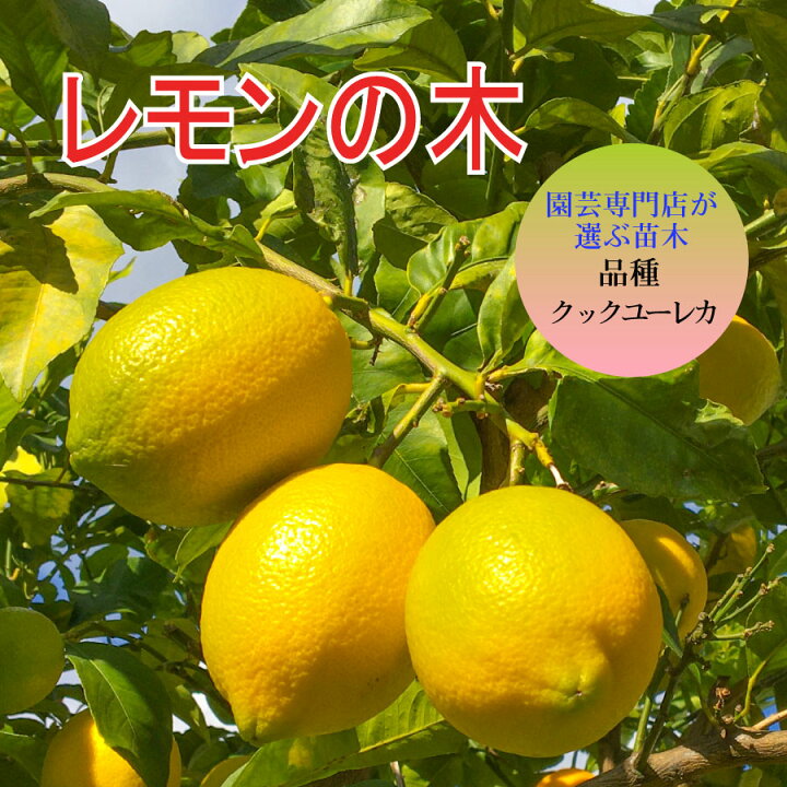 柑橘果樹苗ユーレカレモン苗木