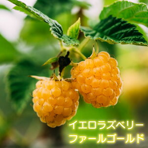 ʎ CG[ Yx[ c t@[S[h 4|bg ږؕc ڂ ʎc gQ