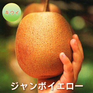 ʎ LEC c W{CG[ 4|bg ږؕc ʎc tʎc L[C LECt[c