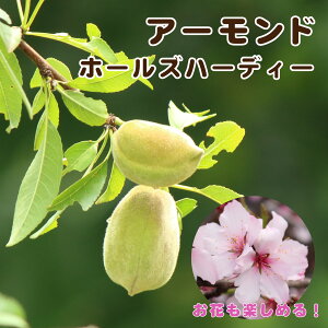 A[h yz[Yn[fB[z c ږؕc ڂ 4|bg ʎc tʎc