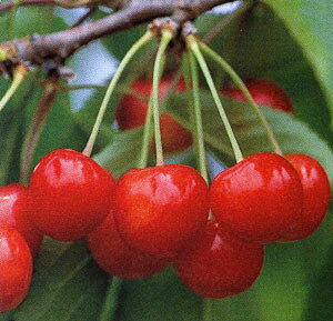 ʎ  c  1N ږؕc ڂ ʎc ʎ A 