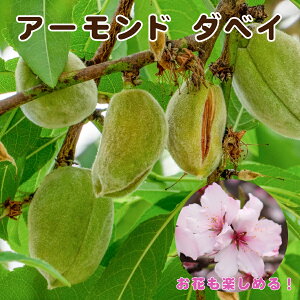 A[h c y_xCz4|bg ږؕc ڂ ʎc tʎc