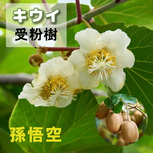 ʎ LEC c  4|bg ږؕc ʎc tʎc L[C p IX 񂲂 LECt[c S[fLO S[h W{CG[p