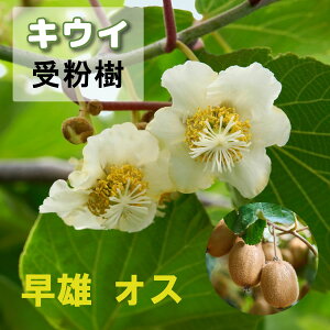 ʎ LEC c Y 䂤 4|bg ږؕc ʎc tʎc Y IX LECt[c