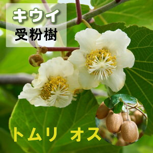 ʎ LEC c IX g 4|bg ږؕc Y ʎc tʎc wC[h Ηp