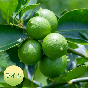 ʎ C 4|bgc c k kc  A ʎc