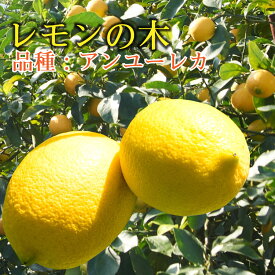楽天市場 寒さ に 強い みかん の 木の通販