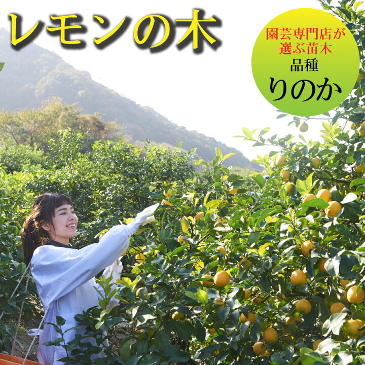 楽天市場 レモン 苗木 品種 璃の香 りのか レモンの木 庭木 植木 1年生 接木苗 Fleur Town 吉本花城園