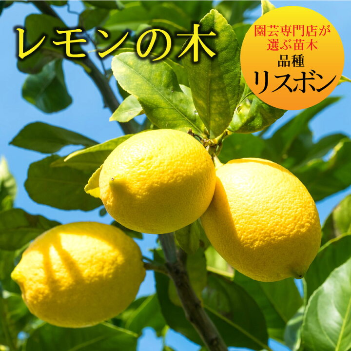 楽天市場 レモン 苗木 品種 リスボン レモンの木 庭木 植木 1年生 接木苗 Fleur Town 吉本花城園