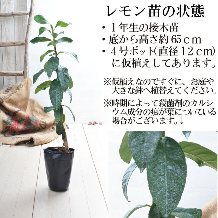 楽天市場】レモン 苗木 【アレンユーレカ】 1年生 接木苗 接ぎ木 果樹 