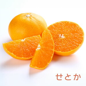 y\i 11{菇z ʎ ݂ c Ƃ 4|bg ږؕc ڂ ʎc ~J k kc ʎ