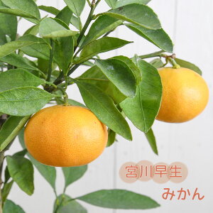 ݂ c y{쑁z 4|bg ږؕc ڂ ʎc ~J k kc ʎ A 