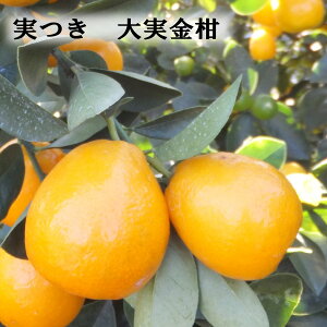    LJ 5A ʎc  Mtg v[g 傫