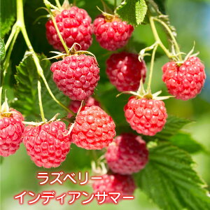 Yx[ c yCfBAT}[z4|bg ږؕc ڂ ʎc gQ t{[Y