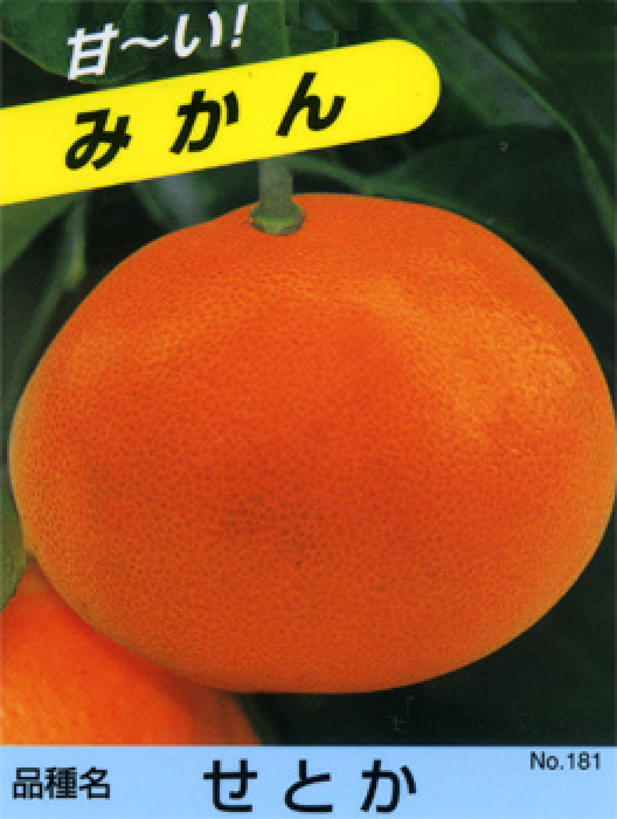 せとか　みかん