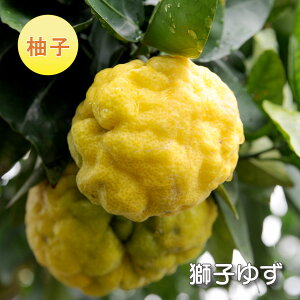 y\i 11{菇z ʎ Mq c qY 䂸 ږؕc ڂ ʎc k kc ʎ A 