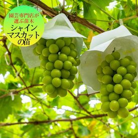 シャインマスカット ぶどう 苗木 苗 1年生 ブドウ の木 挿し木 自根苗 果樹苗